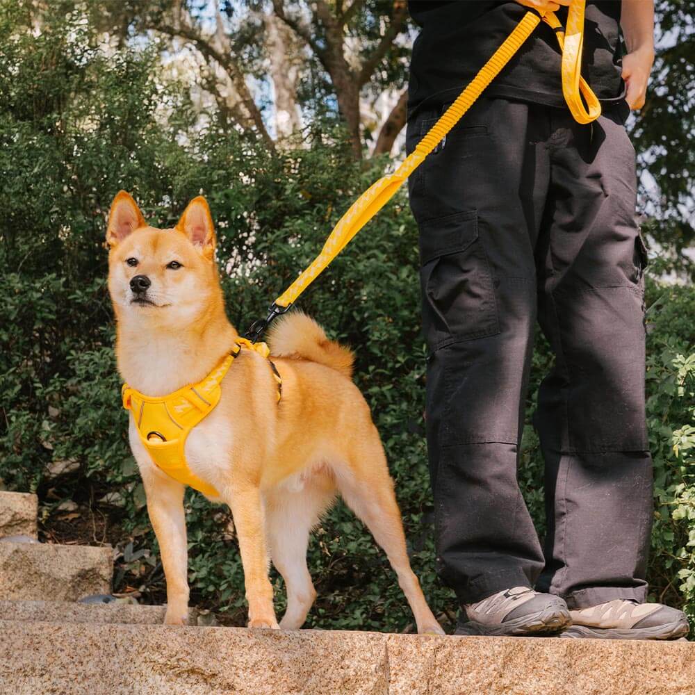 Leash & Harness