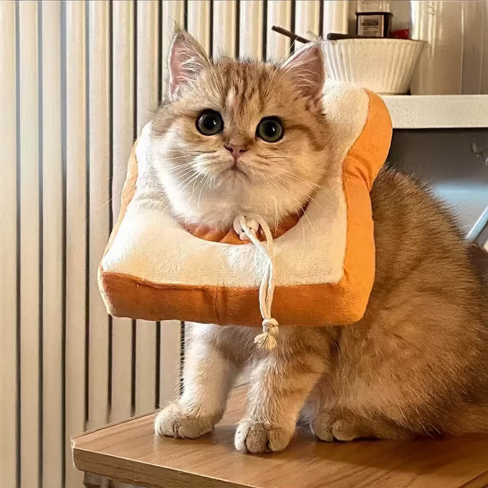 Pet Apparel